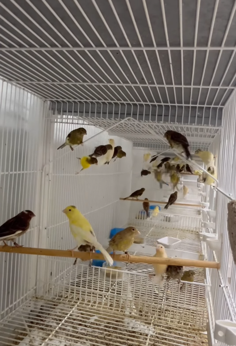 aviario muda